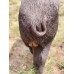 Wildcrete Feral Boar